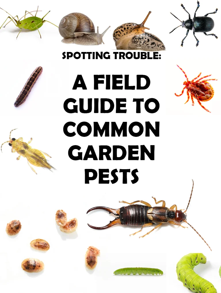 Common Garden Pests and How to Deal with Them Naturally