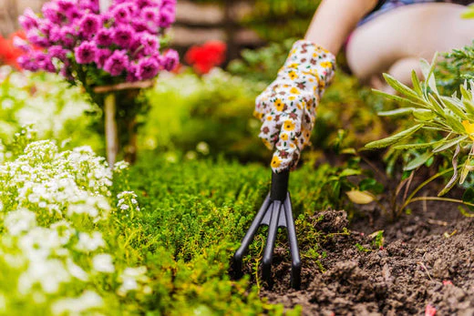 Seasonal Gardening: What to Plant in Every Season